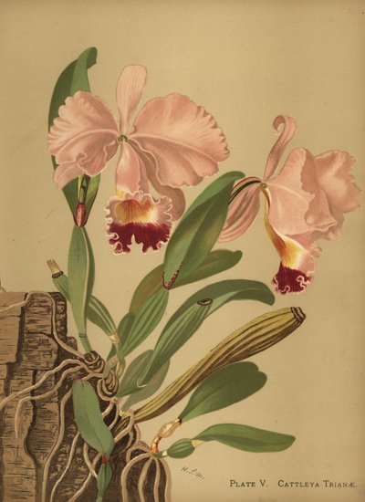 Flor de Mayo or Christmas Orchid, Cattleya Trianae by Unknown